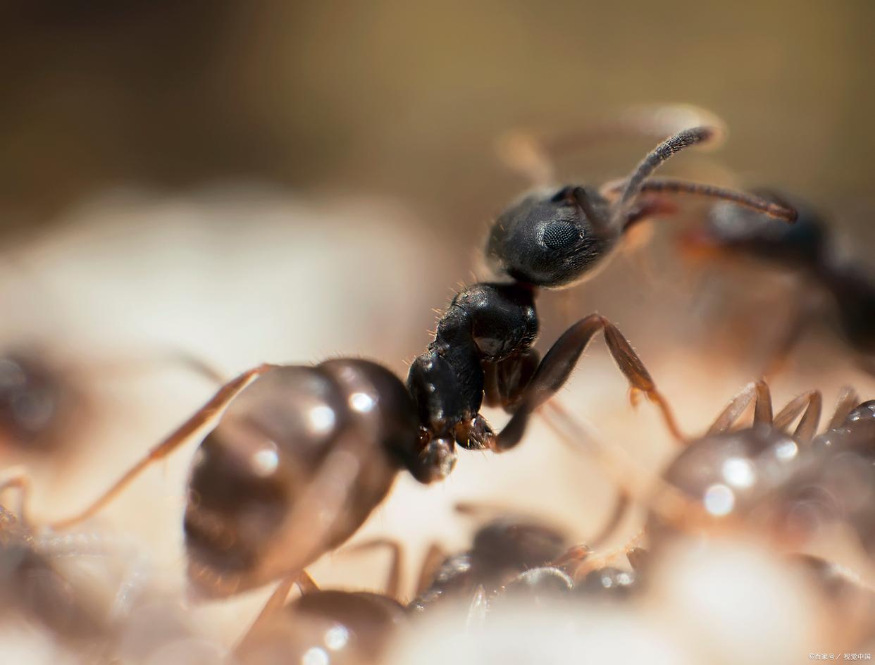 Ants "You smell full of conspiracy! Find a fight!" The sense of smell