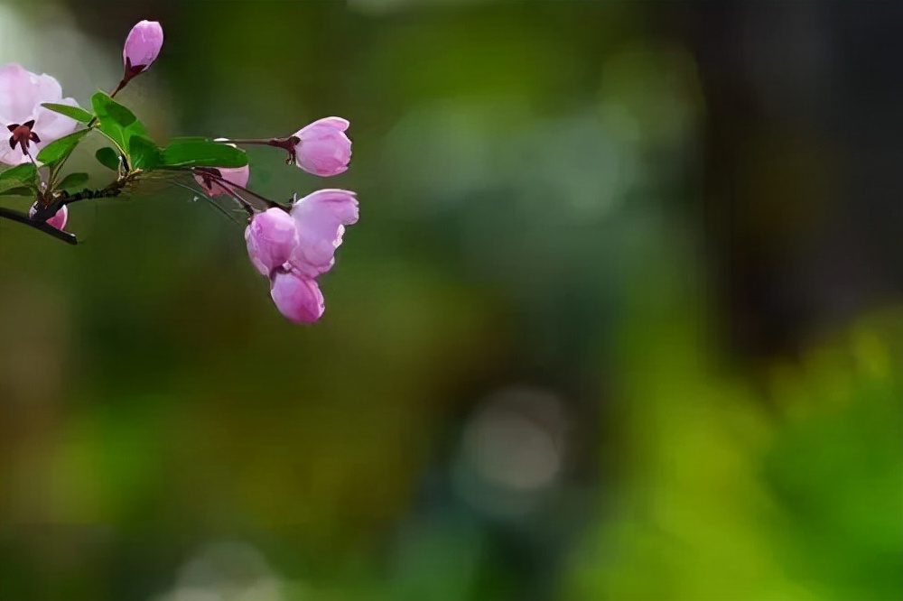 Weeping Begonia, the flowers are like ribbon-cutting layers, and the branches are like light silk curling down