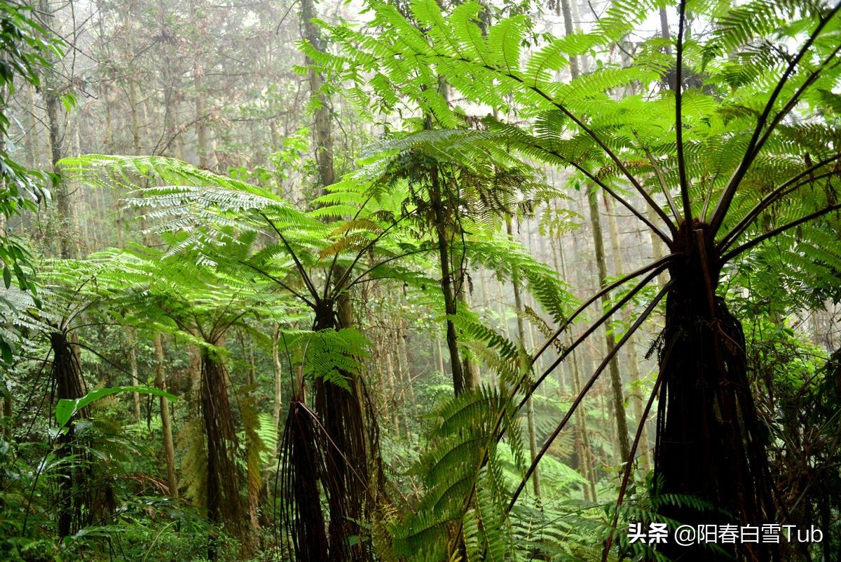 桫欏樹的傳說,桫欏有什麼藥用價值? - 資訊咖