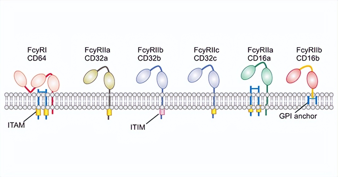 Fc receptors - iNEWS