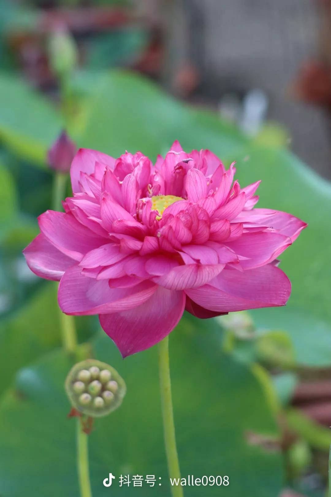 Difference Between Lotus and Lotus iMedia