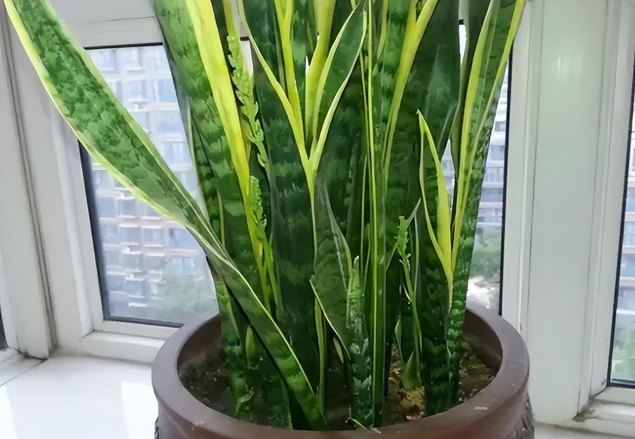 "5 kinds" of flowers that are easily killed by water, most people can't