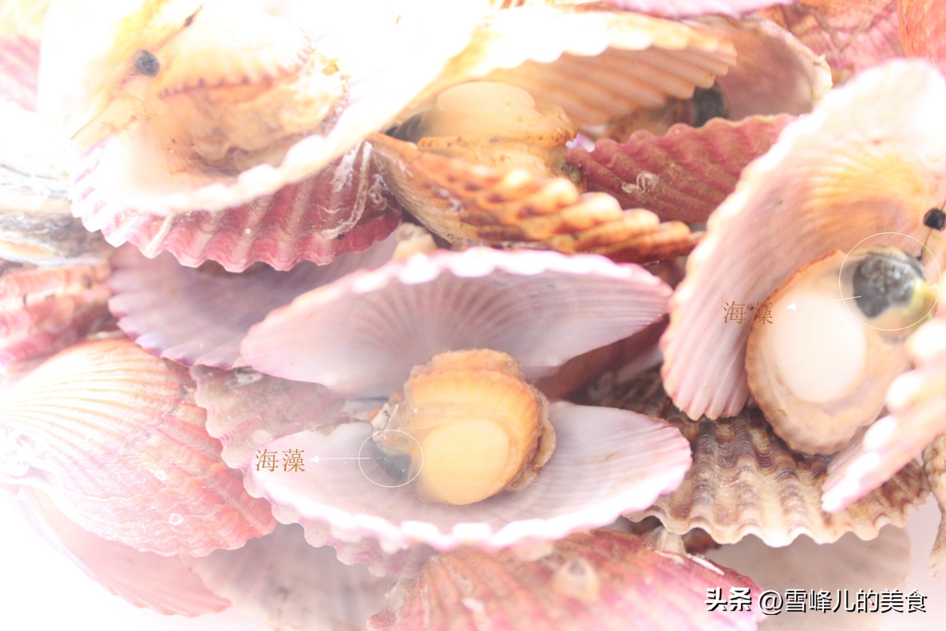 Scallops are getting fat in November, do you know how to eat scallops