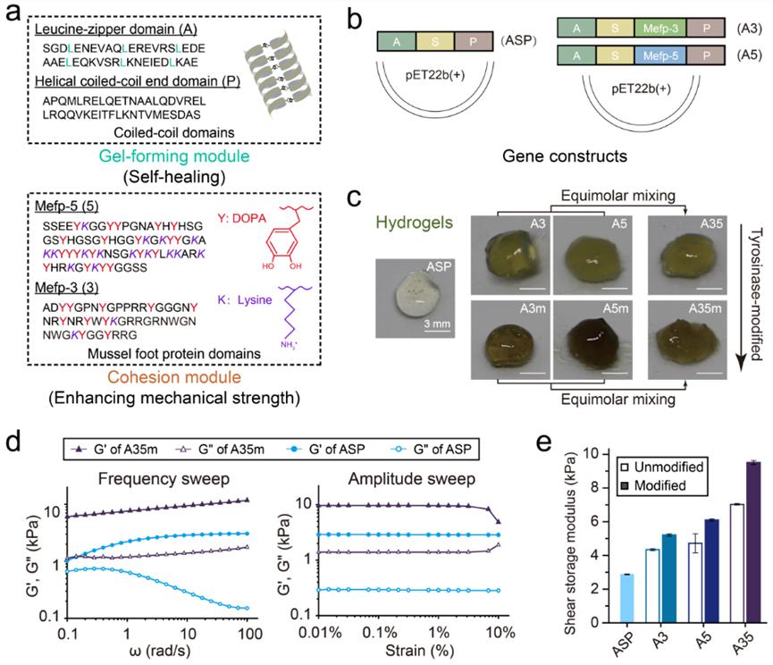 "AM》Shanghai University of Science and Technology Bilayer Hydrogel