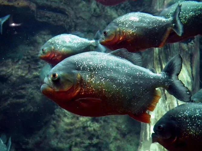 Piranhas are timid creatures?I didn't see its aggressiveness, one bite ...