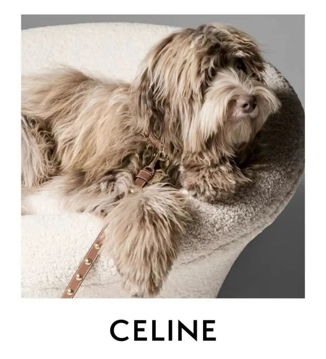 opportunities-for-the-pet-fashion-industry-inews