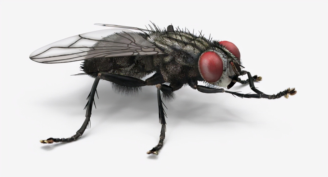 Why does a fly get its head down to play, and how long can a headless fly survive? iNEWS