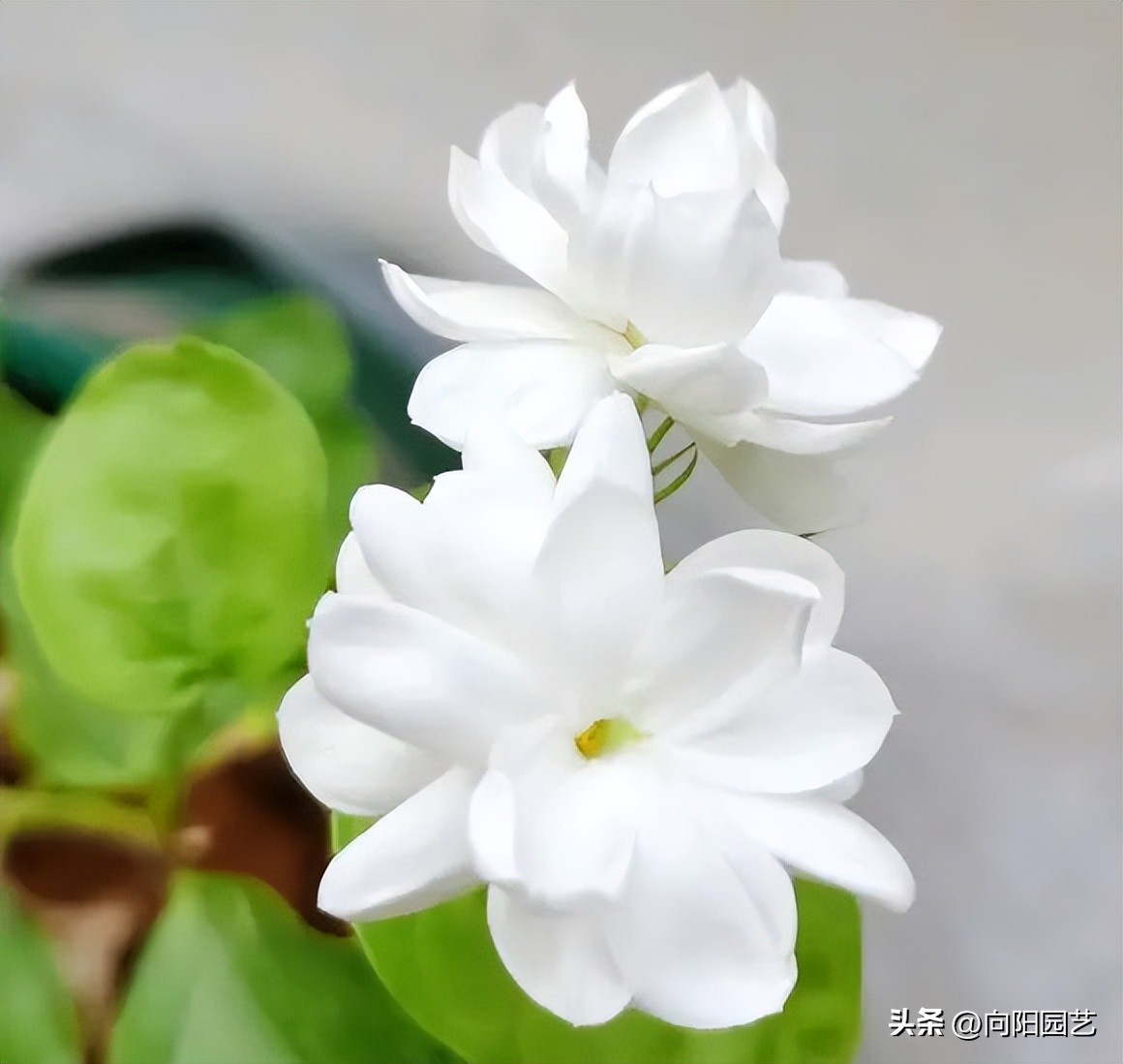 Jasmine not blooming? In summer, it needs to be exposed to the sun. The