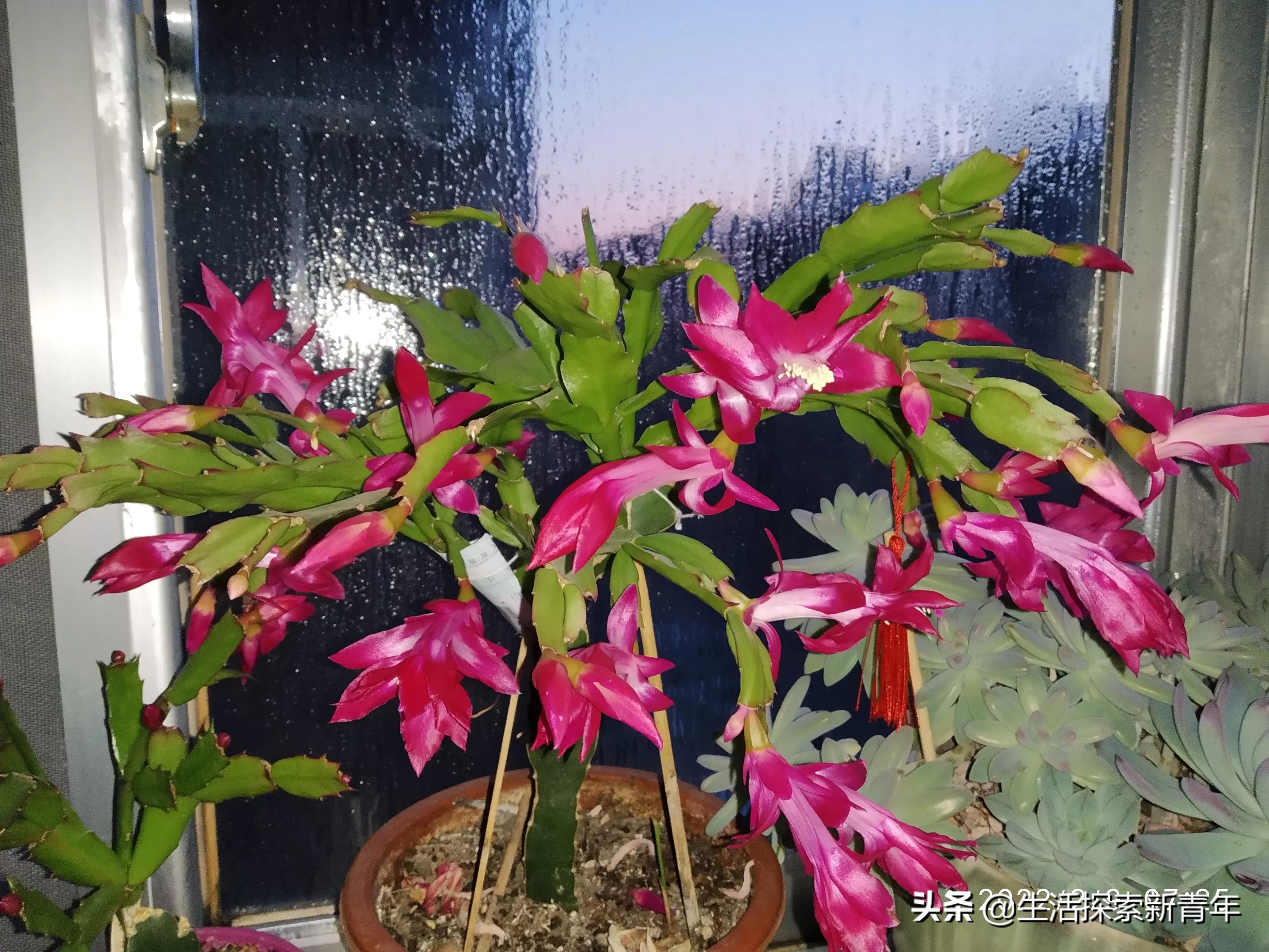 Crab Claw Orchid and the owner's confession!Crab claw orchids are also