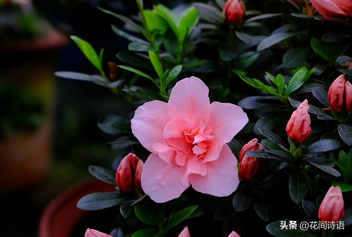 These 10 kinds of flowers with animals in their names are unique