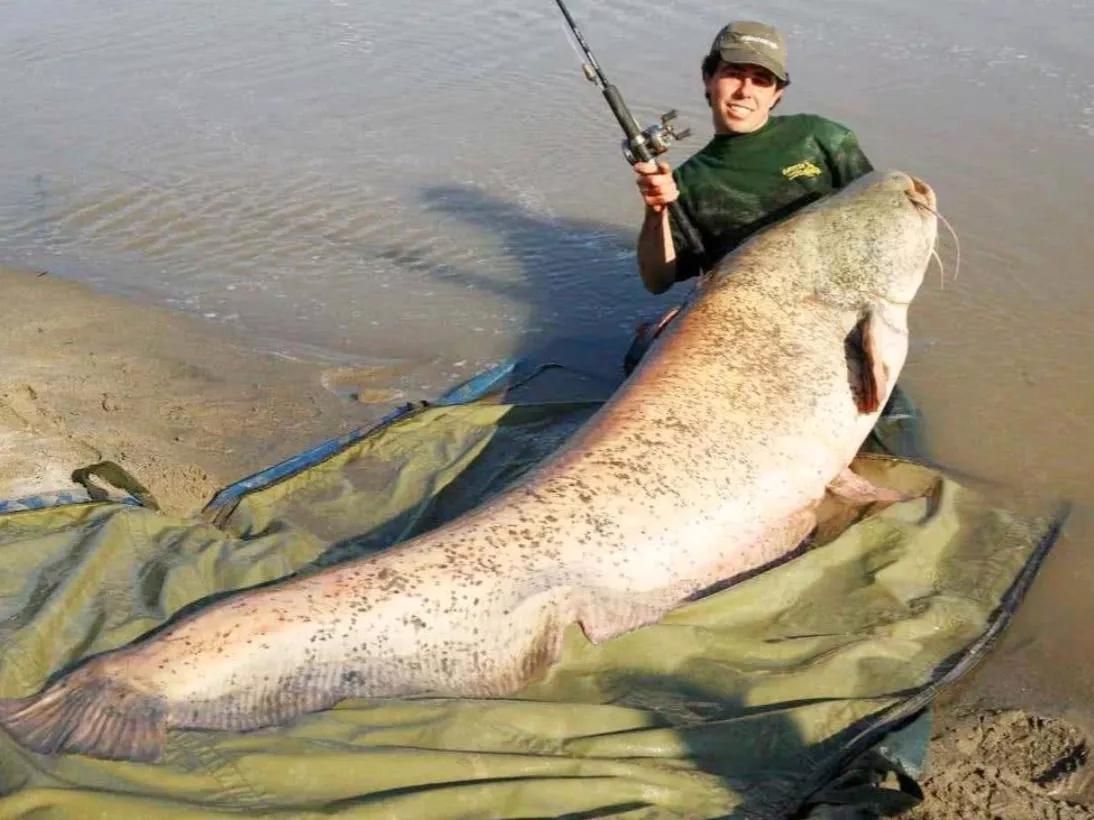 Can catfish grow indefinitely?How many kilos can catfish grow if they