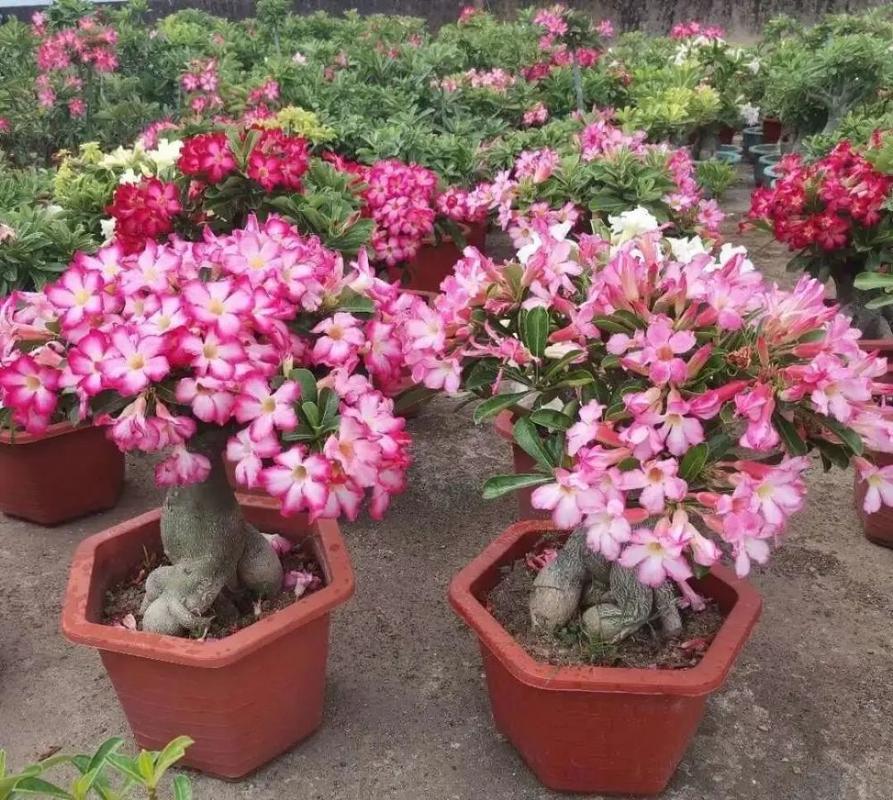 6 kinds of extravagant flowers, the most afraid of watering, a glass of