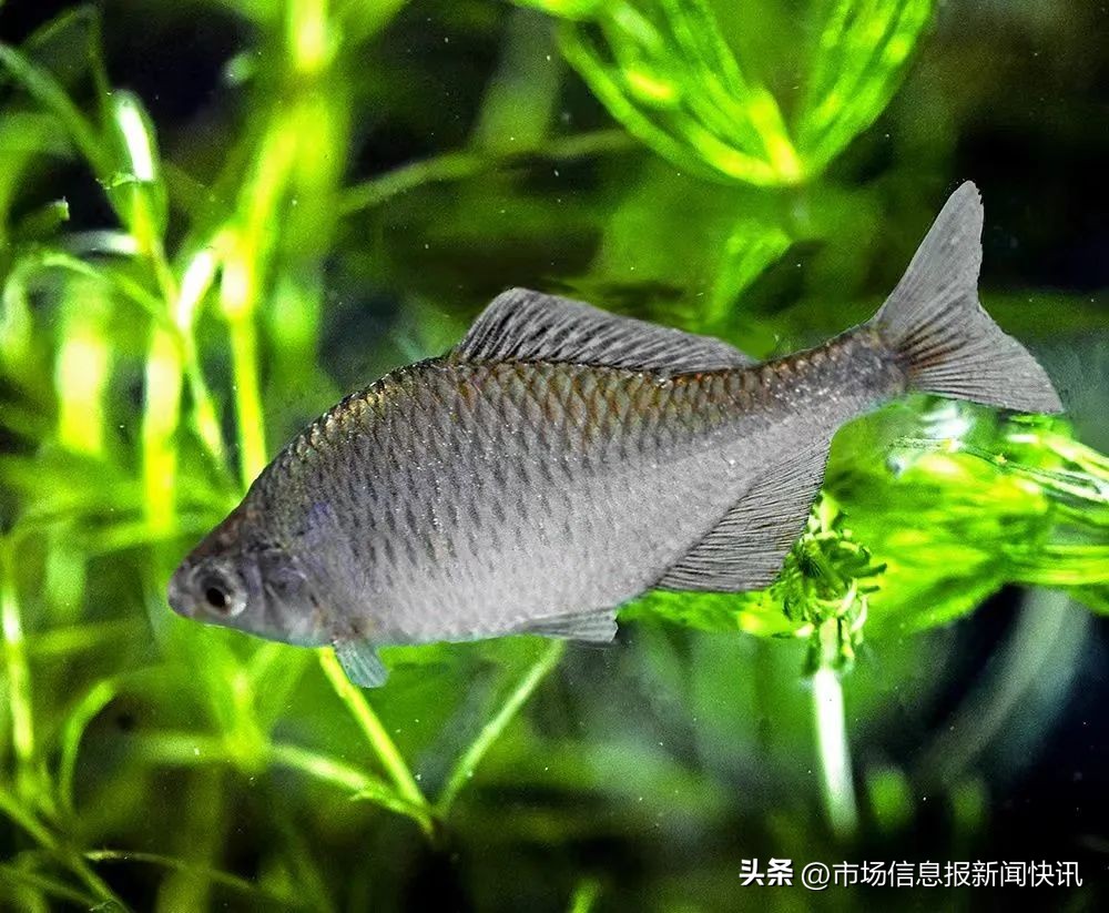 Pifan Fish A bird and a fish in Baiyangdian, out of the circle - iNEWS