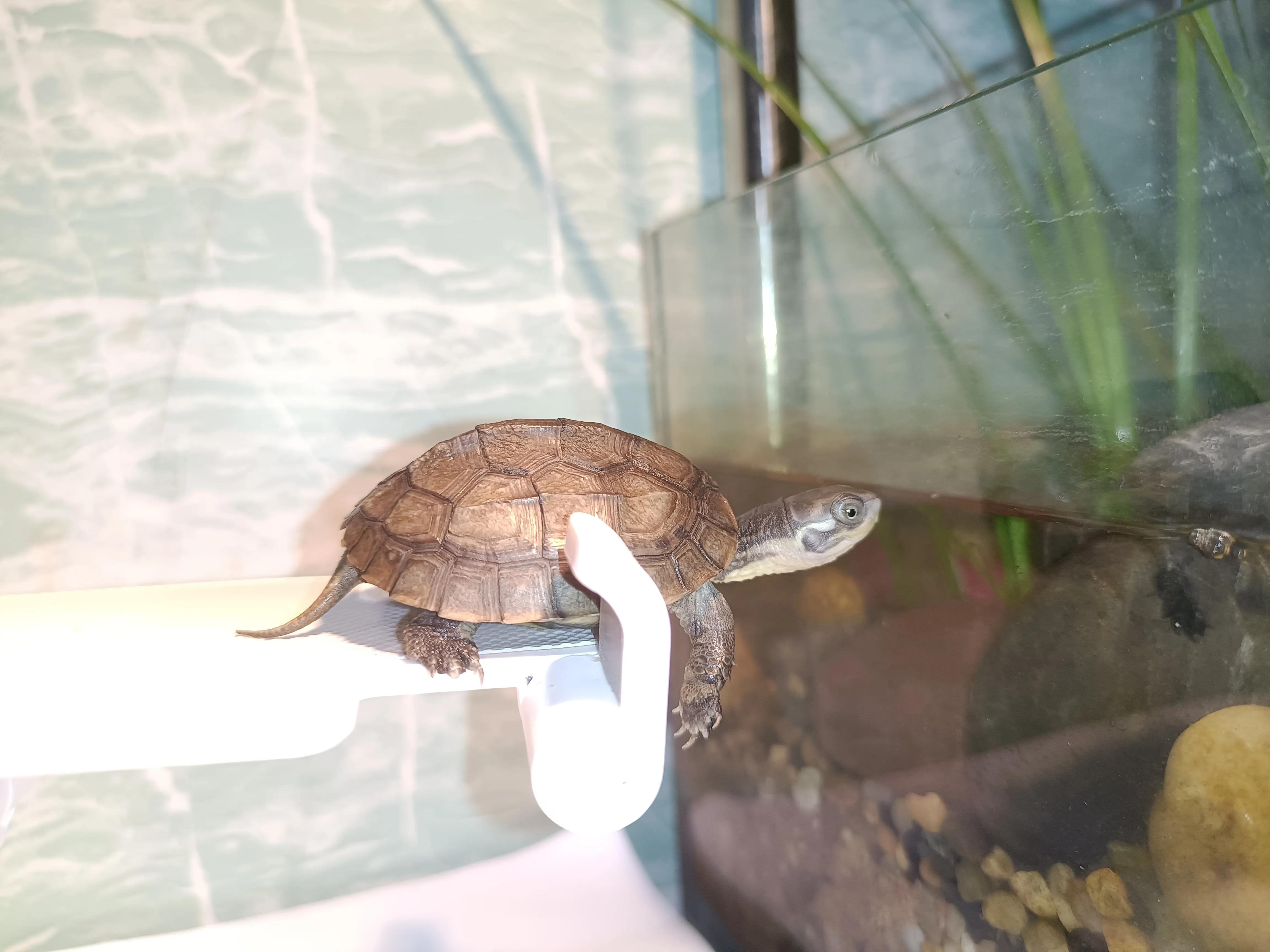 Tortoise breeding scienceit is better to raise tortoise seedlings or