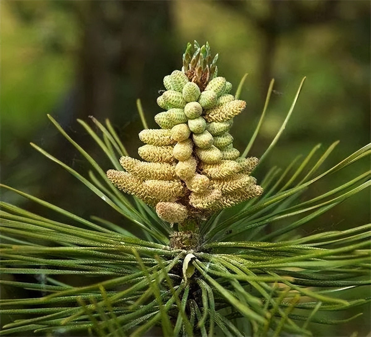 Take you to identify the pine knots - iNEWS