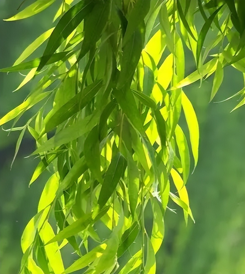 Exploring and analyzing the symbolic meaning of willow tree in Chinese traditional culture iNEWS