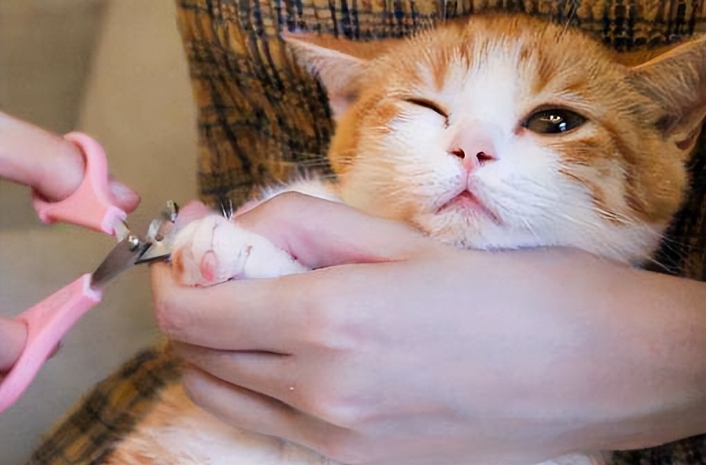 Owners touch cats' 'paws', here's what they think iMedia