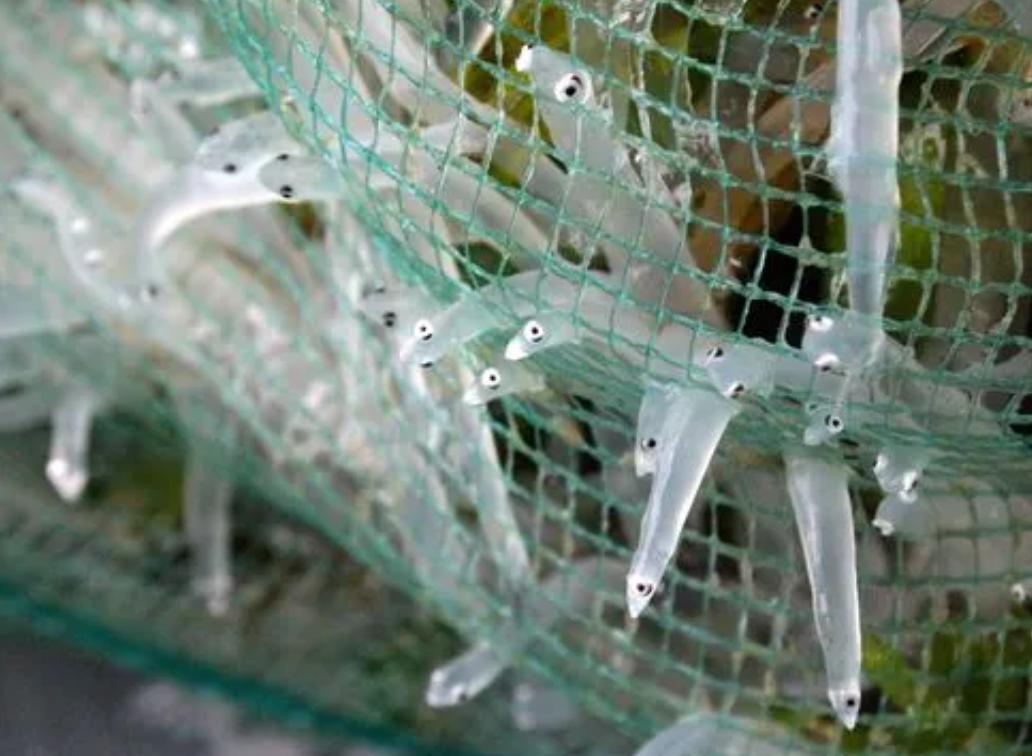 This fish has almost no spines. It is recommended that middle-aged and ...