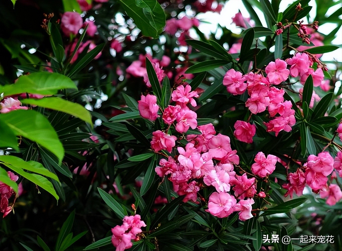 There are 4 kinds of beautiful flowers in the house, and move out