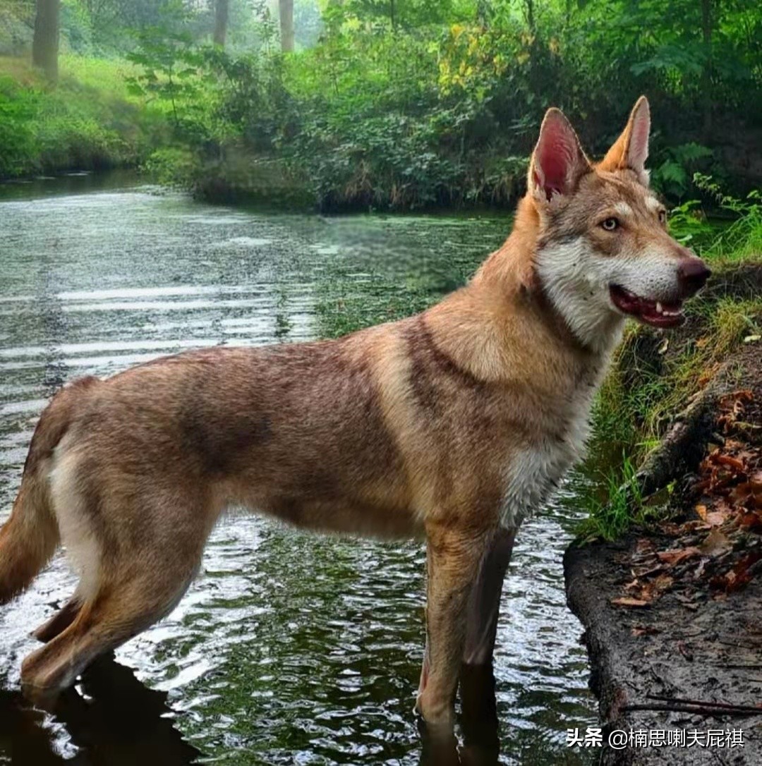 除了捷克狼犬你們還知道哪些罕見的狼種犬 - 頭條匯