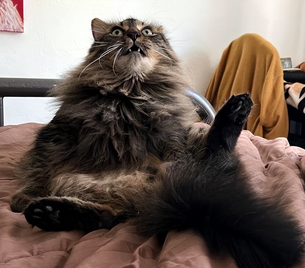 What happens when a cat loses its factory settings?funny pet moments