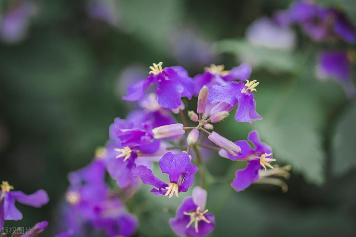 These flowers are easy to grow, bloom quickly, and are suitable for