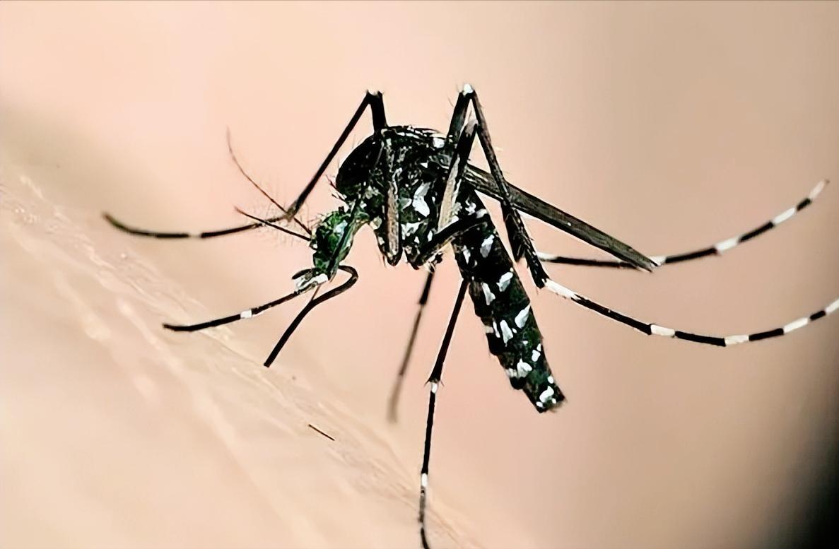 Where do mosquitoes come from?The United States plans to release 2.4
