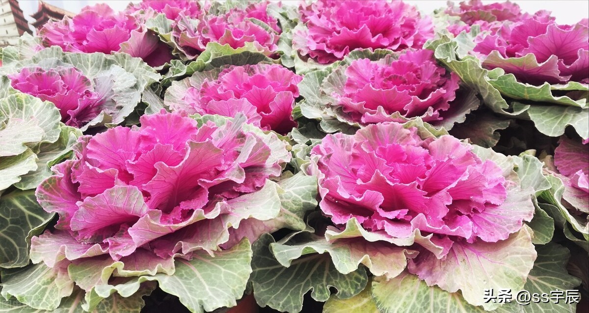 Vegetables planted in flower beds, how to grow and maintain kale iNEWS