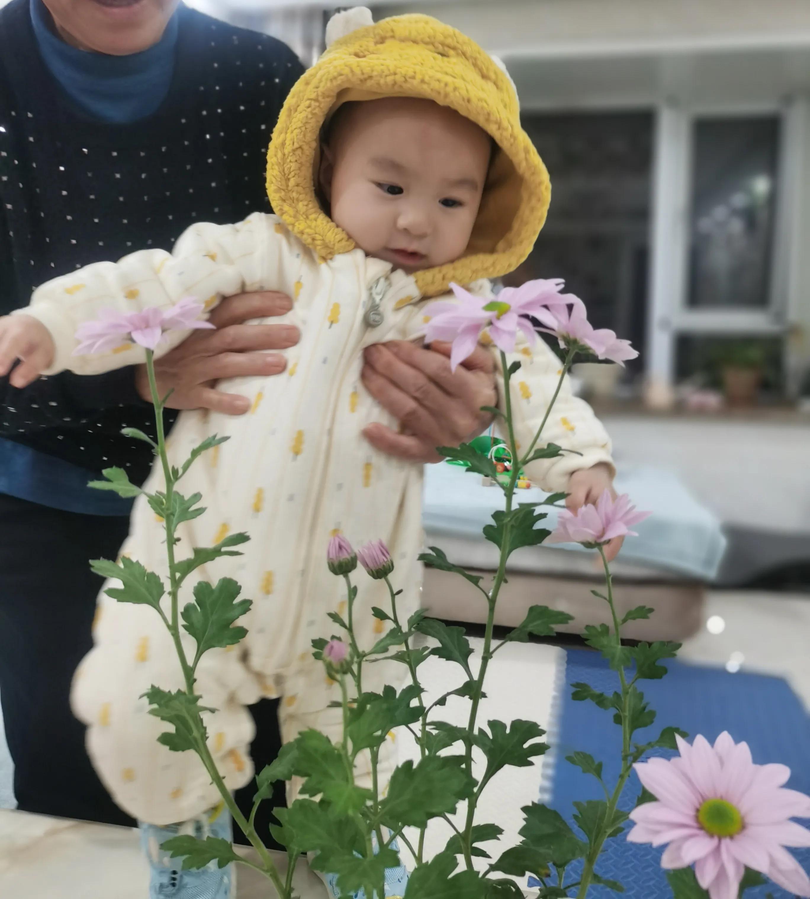 Net red chrysanthemum softte, flowers in two seasons a year, vases can
