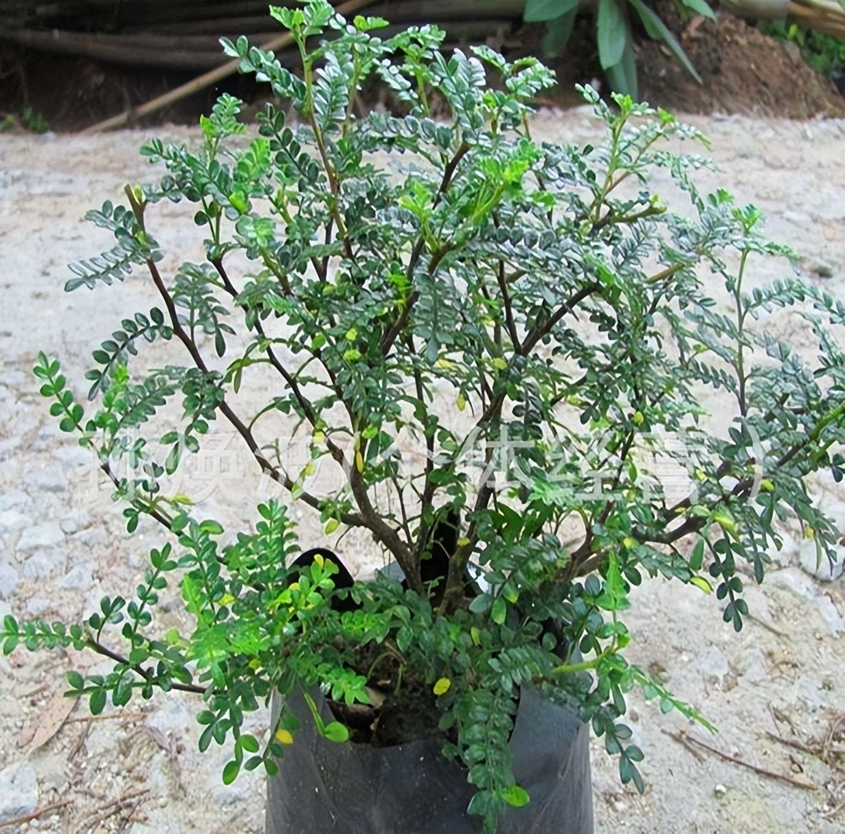 There are 3 kinds of plants that can "absorb formaldehyde" the most, go