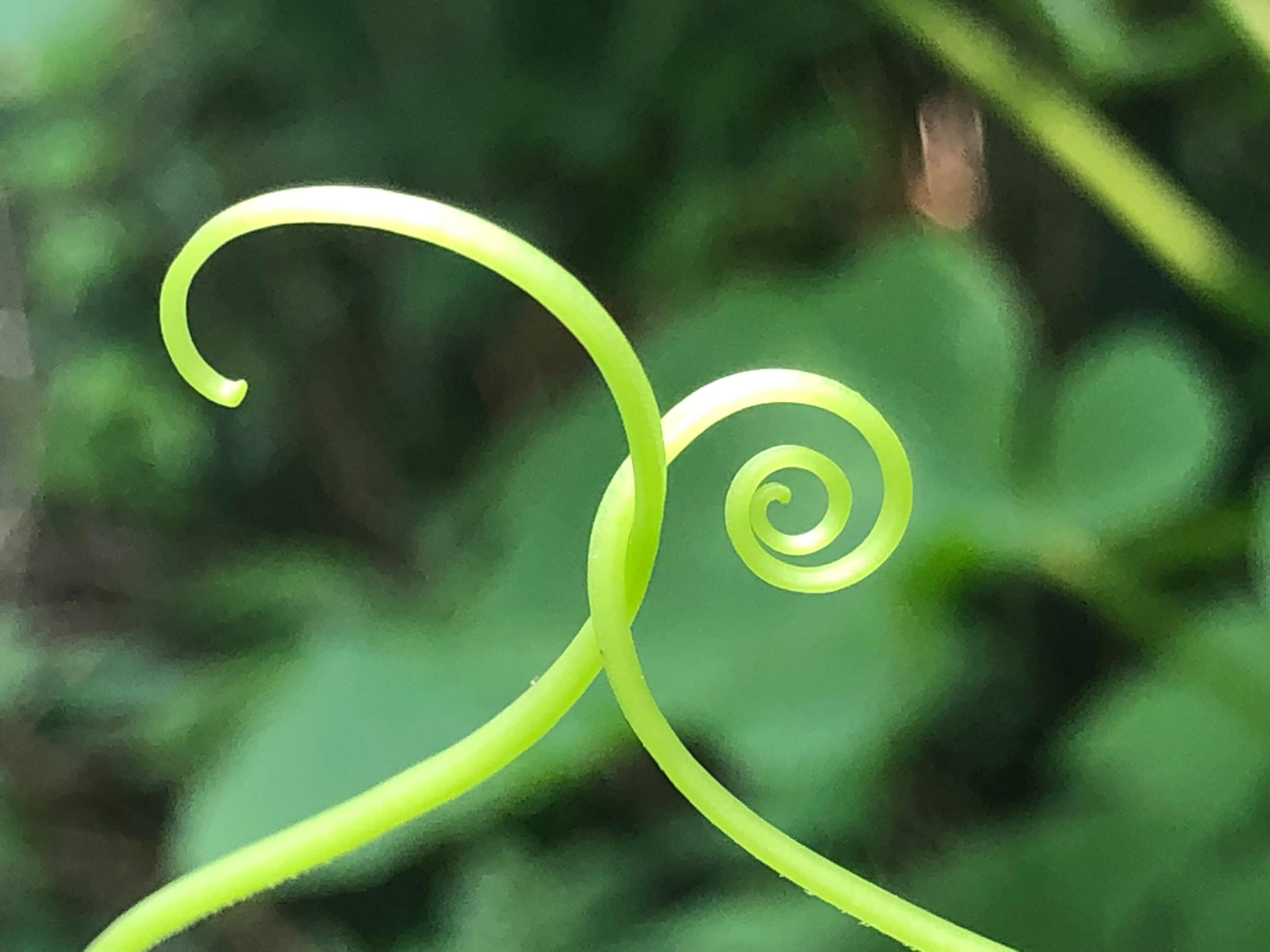 Vines are good for nothing? The bionic robot developed based on vines ...