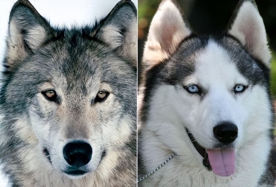 Difference Between Wolves and Dogs iNEWS