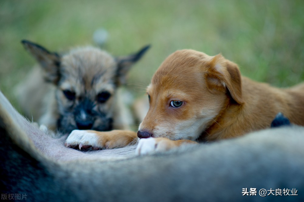 why-does-my-dog-eat-dirt-is-eating-dirt-bad-for-dogs-how-to-keep-your