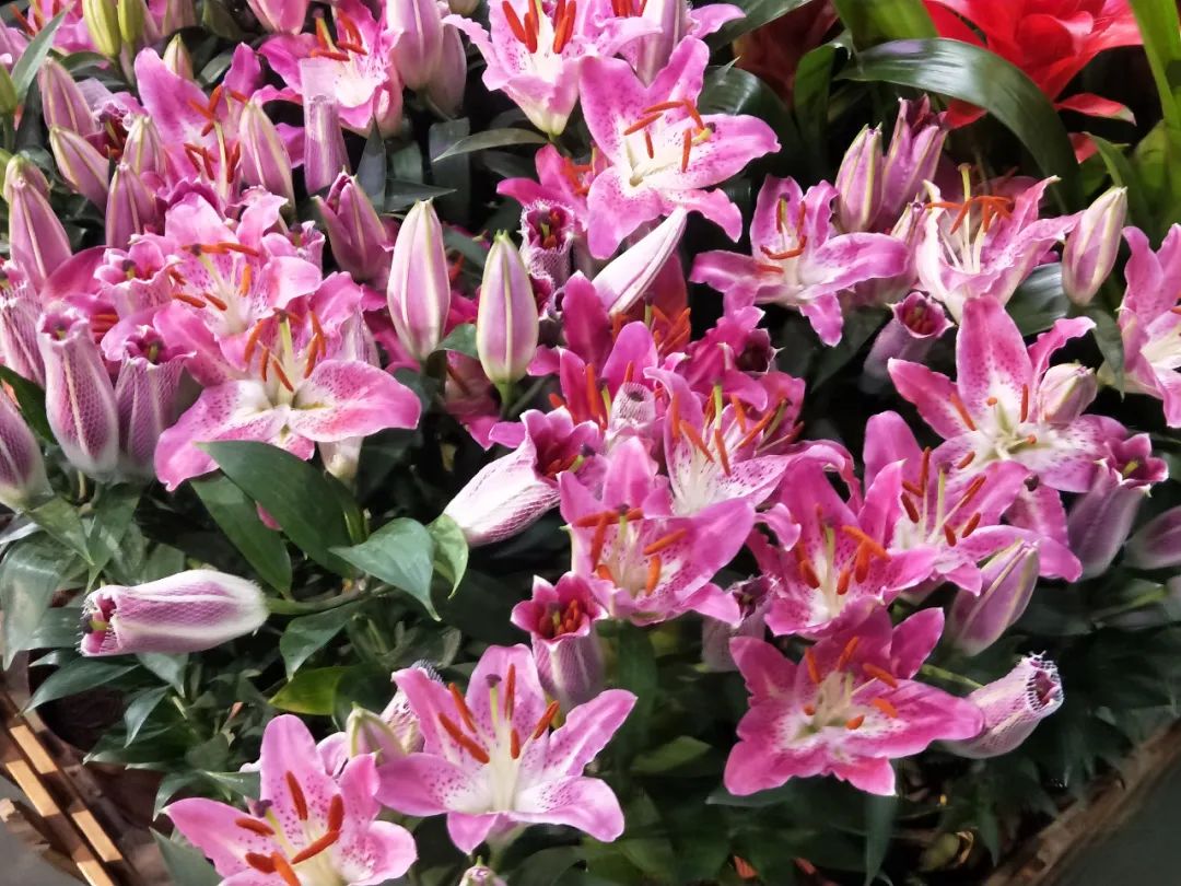 These 3 kinds of "unpleasant" flowers should not be kept in the living