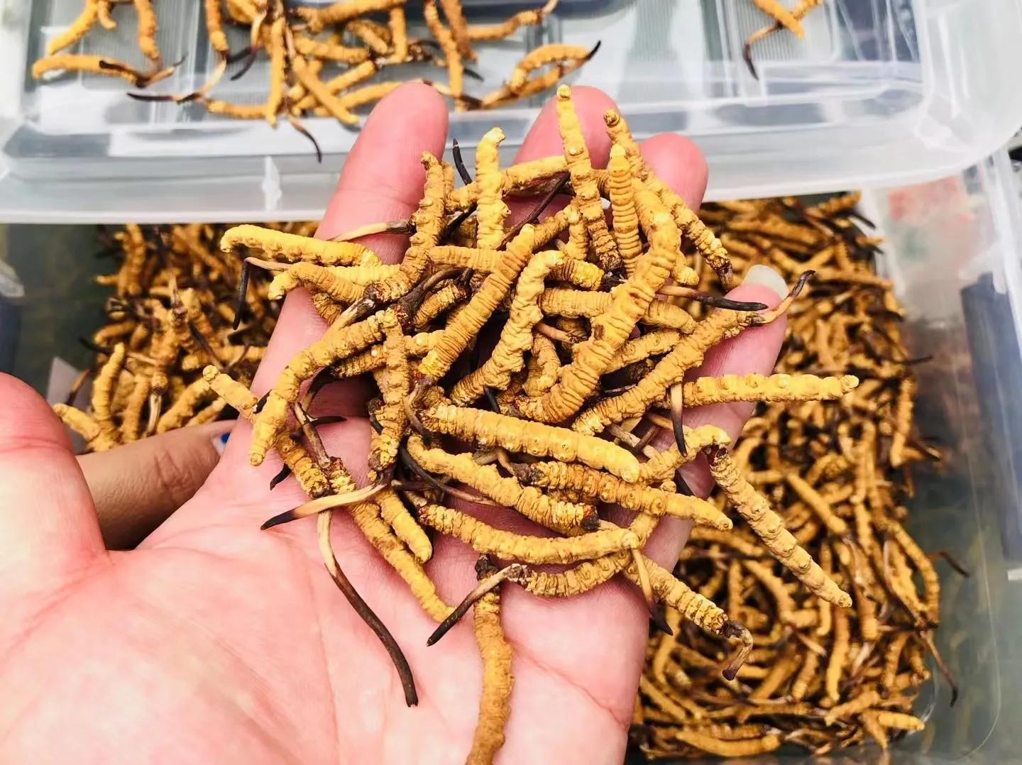 Cordyceps : bienfaits santé, où le trouver, est-il dangereux ? - Top Santé