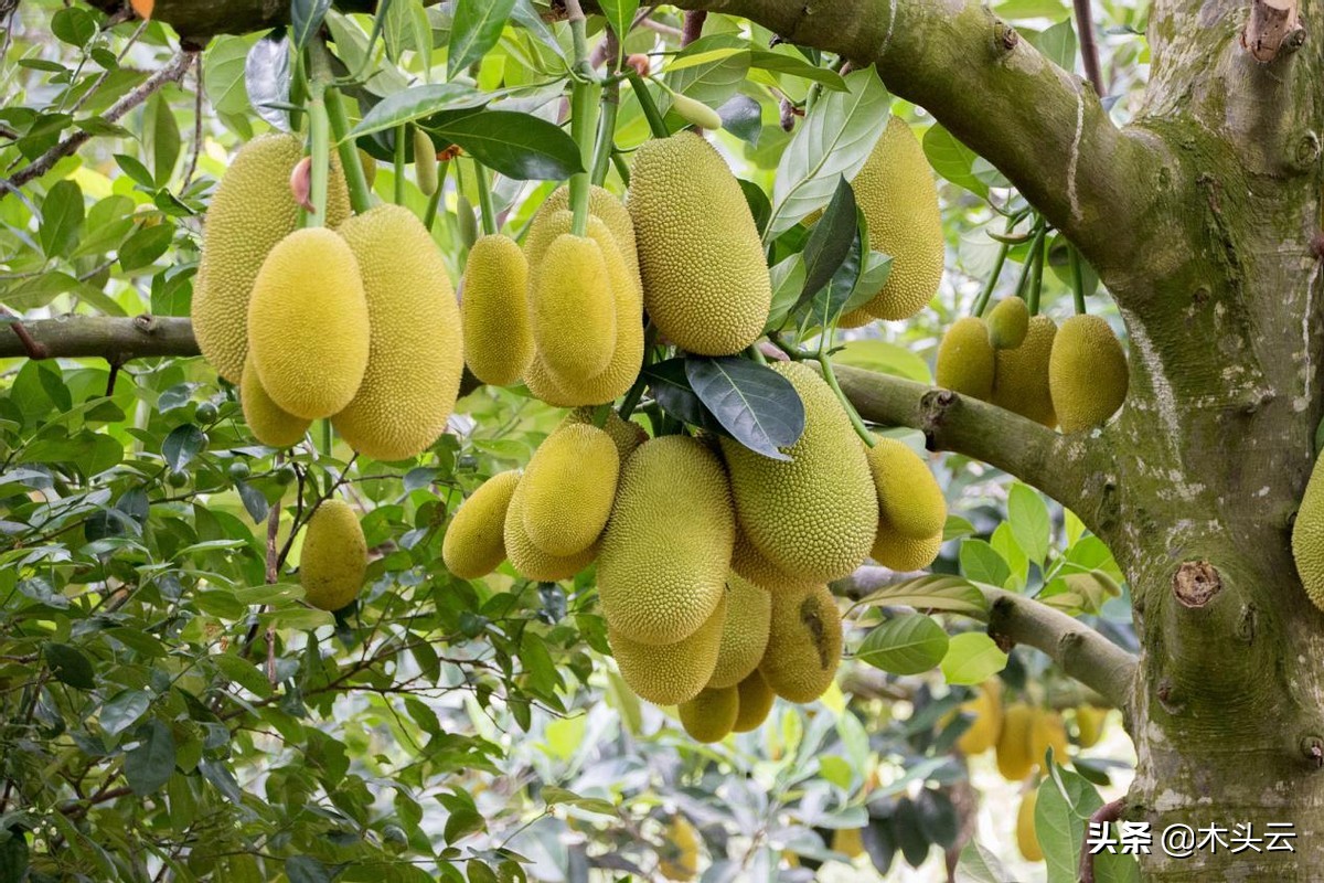 What kind of wood is jackfruit?Vietnam's cultural heritage uses it iNEWS