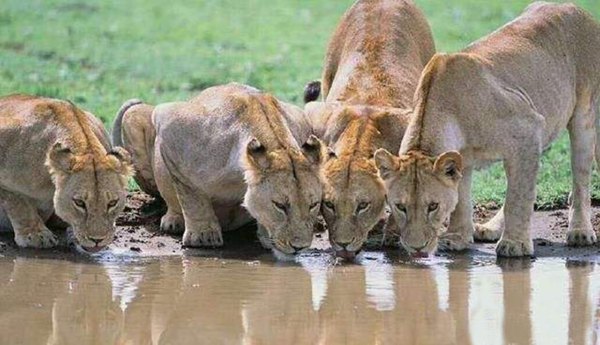 Humans feel sick when they drink dirty water, but why are animals fine