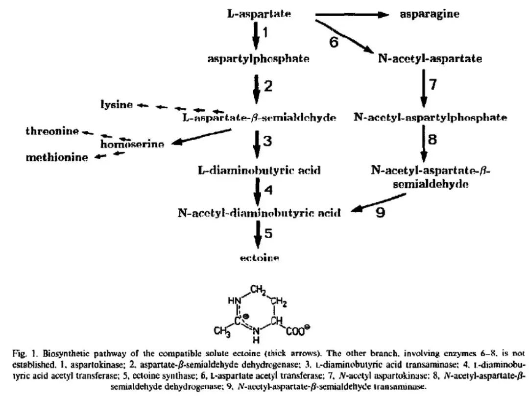 Ectoine A must for sensitive skin antiaging iNEWS — free download