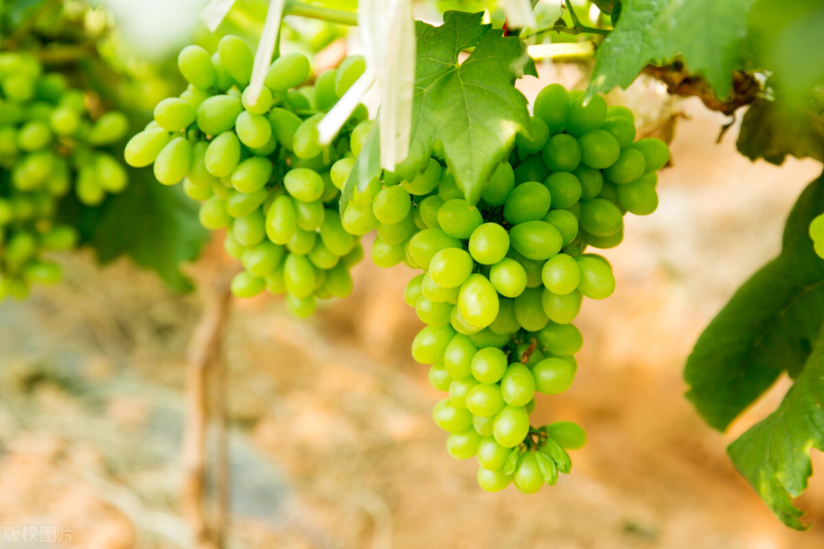 The top five rankings of the most delicious grapes in China, see if