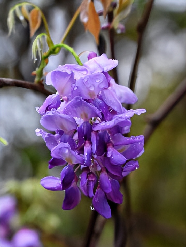 Fifteen most beautiful wisteria flower poems, two rows of manna leaves ...