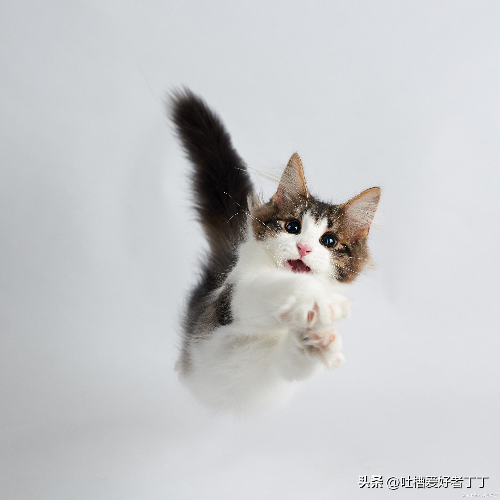 What Foods Do Cats Eat With Gastroenteritis? iMedia