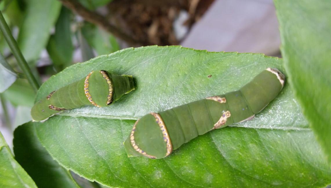 How Did Caterpillars Turn Into Butterflies And Moths? - IMedia