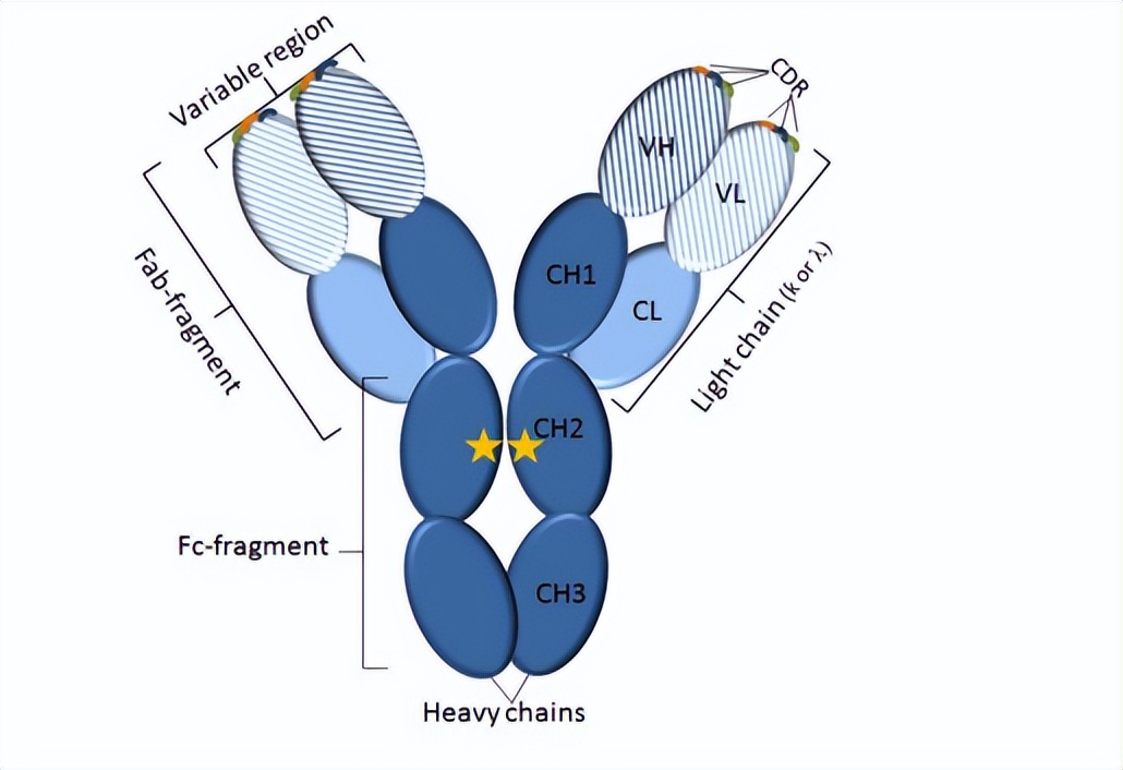 protein Fc receptor protein iNEWS
