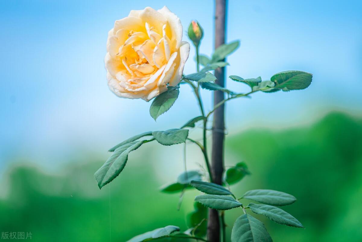 Maintenance skills of rose only stems iNEWS