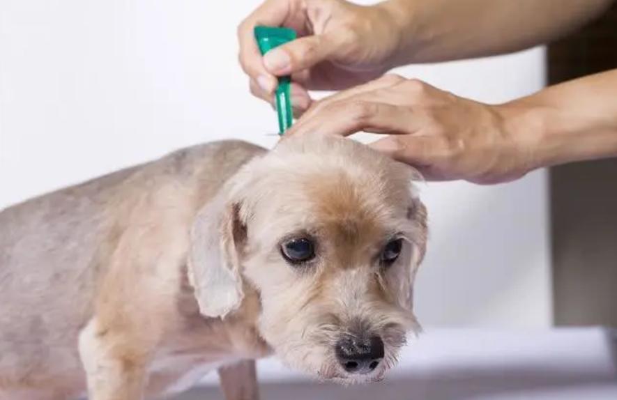 dogs-have-parasites-how-to-get-rid-of-parasites-on-dogs-inews