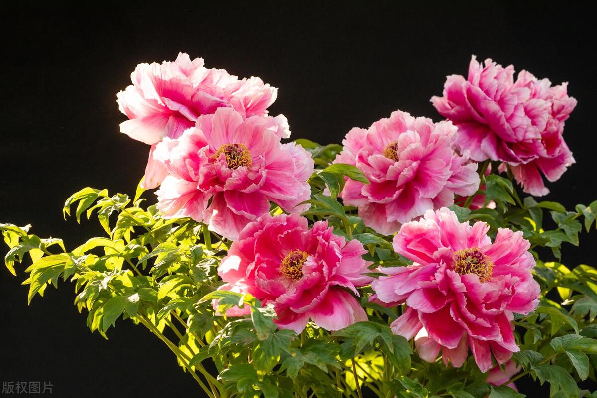 The meaning of key words in "Ai Lian Shuo" + reference translation