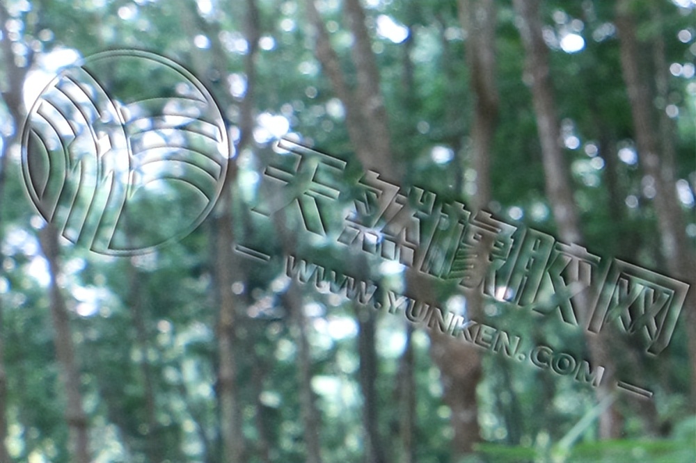 The shortterm profit of rubber price increases due to the decrease in