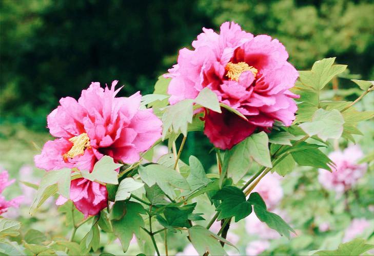 18 poems about peony flowers stunning and enchanting, like a