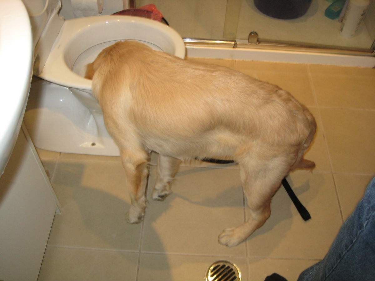 Why do dogs like to drink toilet water, in fact, there are these