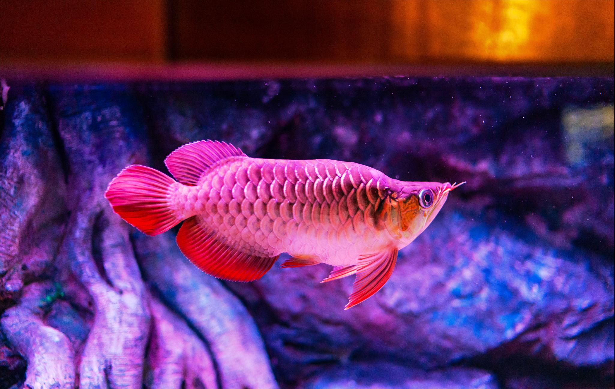 Why is dragon fish the first choice for pet aquariums of wealthy